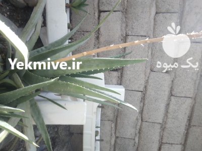 فروش الوورا در جیرفت در گروه خرید و فروش گیاهان دارویی در یکمیوه -عکس2