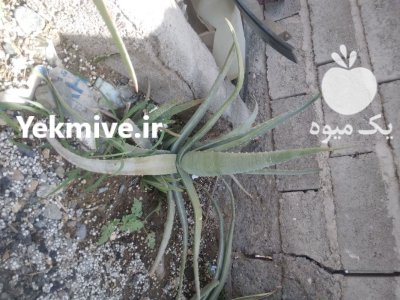 فروش الوورا در جیرفت در گروه خرید و فروش گیاهان دارویی در یکمیوه -عکس4