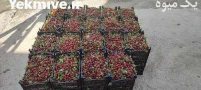 فروش عمده میوه های تابستان در نجف آباد در گروه خرید و فروش آلبالو در یکمیوه -عکس2