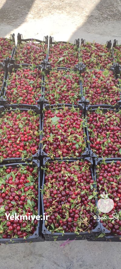 فروش عمده میوه های تابستان در نجف آباد در گروه خرید و فروش آلبالو در یکمیوه -عکس1