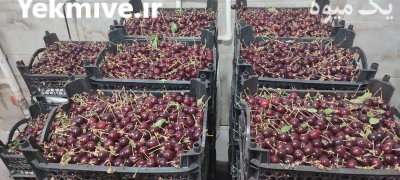 فروش عمده میوه های تابستان در نجف آباد در گروه خرید و فروش آلبالو در یکمیوه -عکس3