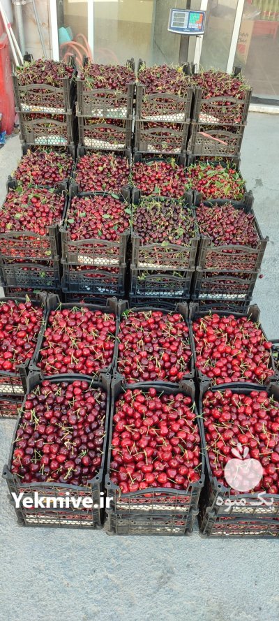 فروش عمده میوه های تابستان در نجف آباد در گروه خرید و فروش آلبالو در یکمیوه -عکس4