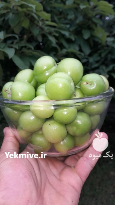 فروش یک تن آلوچه سبز در گیلان در صومعه سرا در گروه فرآورده های آلو و آلوچه در یکمیوه -عکس1