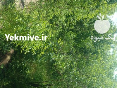 فروش یک تن آلوچه سبز در گیلان در صومعه سرا در گروه فرآورده های آلو و آلوچه در یکمیوه -عکس2