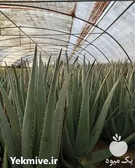 قیمت خرید پاجوش و برگ گوشتی در تهران در گروه خرید و فروش پاجوش گل و گیاه در یکمیوه -عکس1