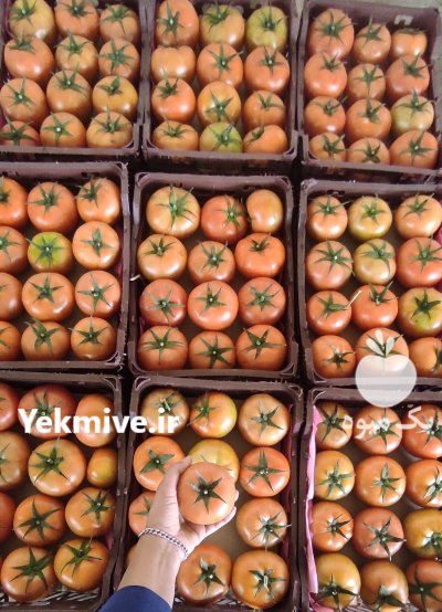 فروش گوجه گلخانه یزد در گروه خرید و فروش گوجه فرنگی در یکمیوه -عکس1