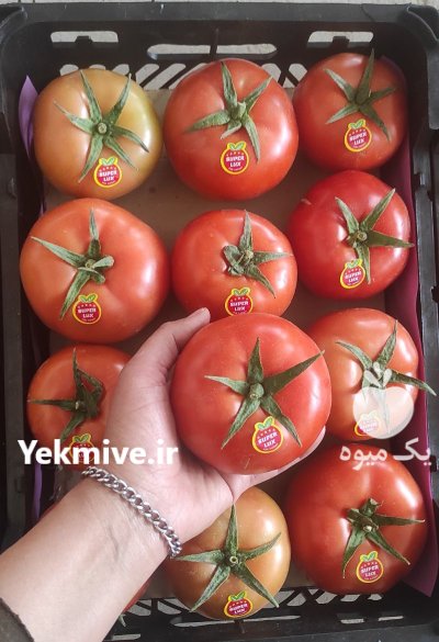 فروش گوجه گلخانه یزد در گروه خرید و فروش گوجه فرنگی در یکمیوه -عکس2