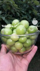 فروش یک تن آلوچه سبز در گیلان در صومعه سرا در گروه فرآورده های آلو و آلوچه در یکمیوه