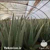 قیمت خرید پاجوش و برگ گوشتی در تهران در گروه خرید و فروش پاجوش گل و گیاه در یکمیوه