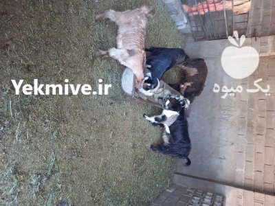 فروش چند تا بز نیمه گوشت بابر در اهواز در گروه گاو و گوسفند و میش و بز کهره گوساله در یکمیوه -عکس1