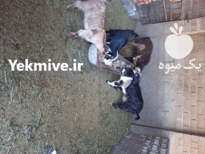 فروش چند تا بز نیمه گوشت بابر در اهواز در گروه گاو و گوسفند و میش و بز کهره گوساله در یکمیوه -عکس2