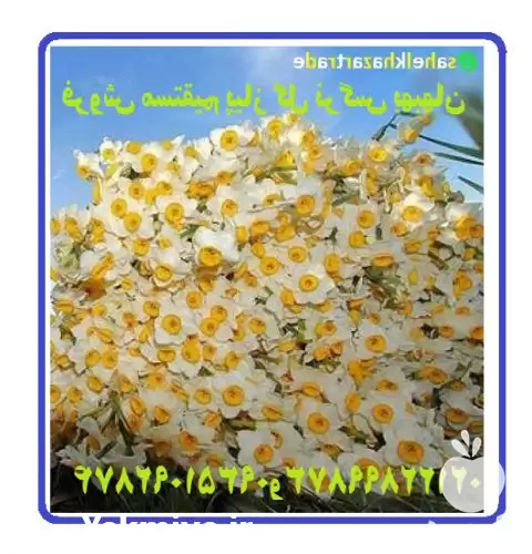 فروش بیواسطه پیاز گل نرگس شهلا در تهران در گروه خرید و فروش گیاهان زینتی در یکمیوه -عکس1