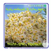 فروش بیواسطه پیاز گل نرگس شهلا در تهران در گروه خرید و فروش گیاهان زینتی در یکمیوه