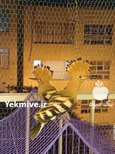 هدهد هد هد شانه به سر در تهران در گروه خرید و فروش انواع پرنده در یکمیوه -عکس1
