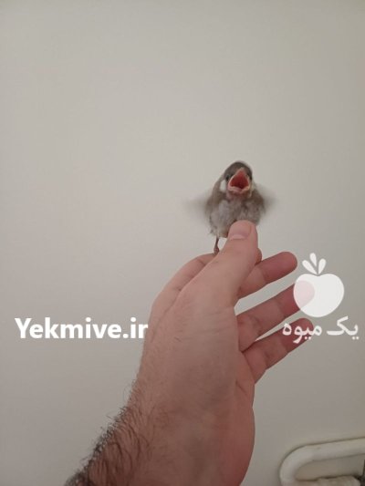 هدهد هد هد شانه به سر در تهران در گروه خرید و فروش انواع پرنده در یکمیوه -عکس3