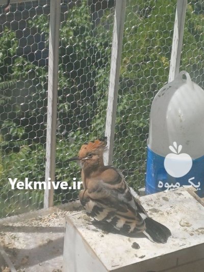 هدهد هد هد شانه به سر در تهران در گروه خرید و فروش انواع پرنده در یکمیوه -عکس2
