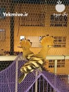 هدهد هد هد شانه به سر در تهران در گروه خرید و فروش انواع پرنده در یکمیوه