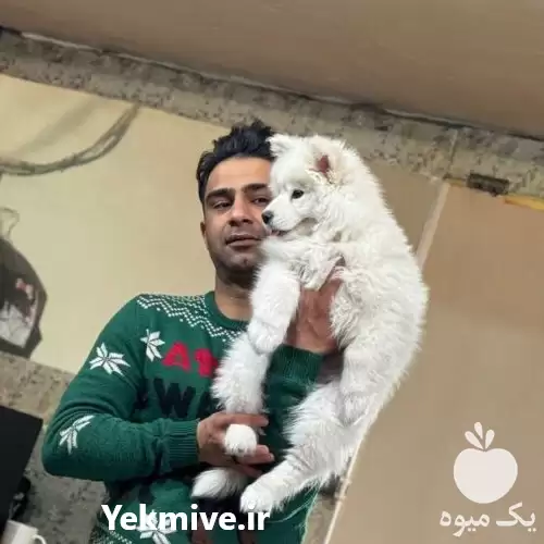 فروش سگ نگهبان فروش سگ خانگی در محمدشهر در گروه سگ و گربه در یکمیوه -عکس1