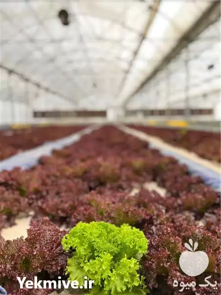 تامین کاهو فرانسوی در اصفهان در گروه خرید و فروش کاهو در یکمیوه -عکس1