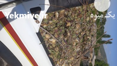 خرید و فروش خارمریم در گرگان در گروه خرید و فروش محصولات کشاورزی در یکمیوه -عکس1