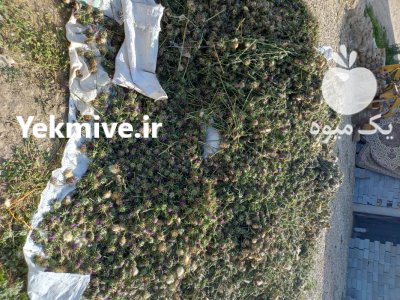 خرید و فروش خارمریم در گرگان در گروه خرید و فروش محصولات کشاورزی در یکمیوه -عکس2