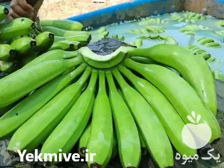 قیمت خرید موز وارداتی هندی در مشهد در گروه خرید و فروش موز در یکمیوه -عکس1