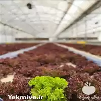 تامین کاهو فرانسوی در اصفهان در گروه خرید و فروش کاهو در یکمیوه