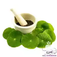 نمایندگی فروش روغن براهمی در تهران در گروه خرید و فروش انواع روغن در یکمیوه