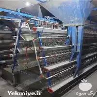 فروش قفس مرغ تخمگذار در قزوین در گروه تجهیزات مرغداری در یکمیوه