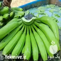 قیمت خرید موز وارداتی هندی در مشهد در گروه خرید و فروش موز در یکمیوه