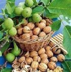 دستگاه آسیاب پوست گردو در آق قلا در گروه خرید و فروش دستگاه آسیاب در یکمیوه