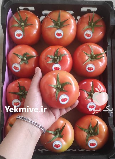 فروش گوجه گلخانه در یزد در گروه خرید و فروش گوجه فرنگی در یکمیوه -عکس1