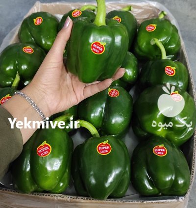 فلفل دلمه سبز گلخانه در یزد در گروه خرید و فروش فلفل در یکمیوه -عکس1