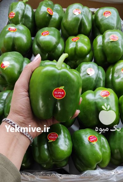 فلفل دلمه سبز گلخانه در یزد در گروه خرید و فروش فلفل در یکمیوه -عکس2