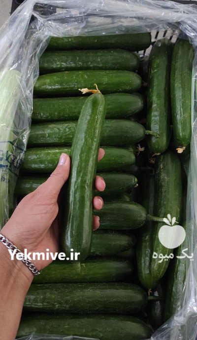 فروش خیار گلخانه در یزد در گروه خرید و فروش خیار در یکمیوه -عکس2