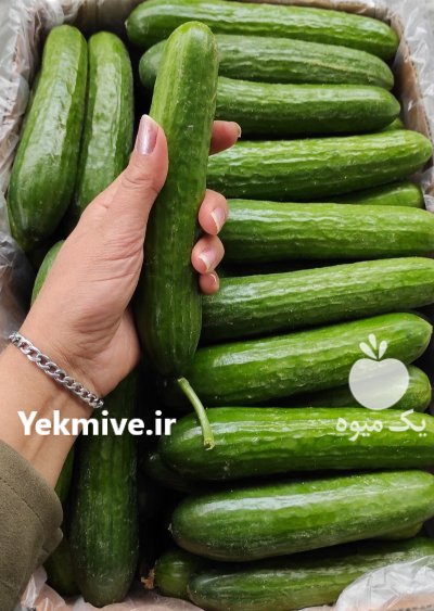 فروش خیار گلخانه در یزد در گروه خرید و فروش خیار در یکمیوه -عکس1