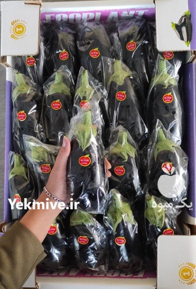 بادمجان لامپی گلخانه در یزد در گروه خرید و فروش بادمجان در یکمیوه -عکس2