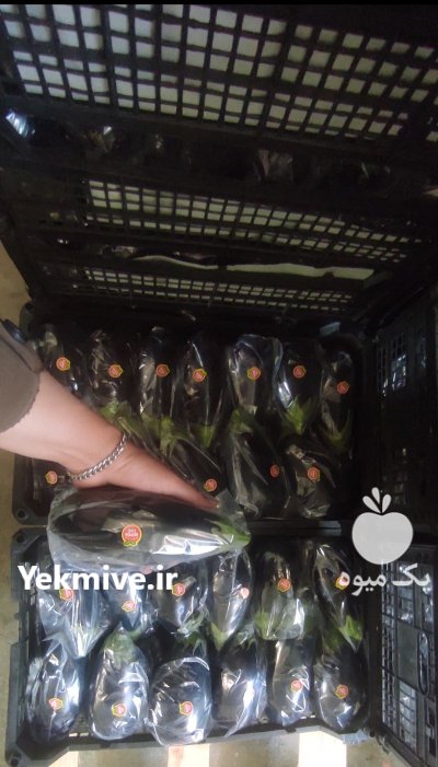 بادمجان لامپی گلخانه در یزد در گروه خرید و فروش بادمجان در یکمیوه -عکس1