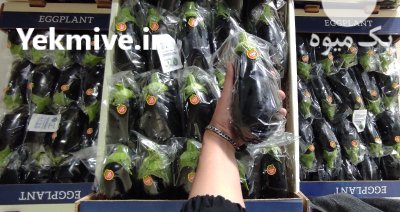 بادمجان لامپی گلخانه در یزد در گروه خرید و فروش بادمجان در یکمیوه -عکس3