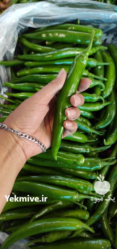 فلفل شمشیری گلخانه در یزد در گروه خرید و فروش فلفل در یکمیوه -عکس2