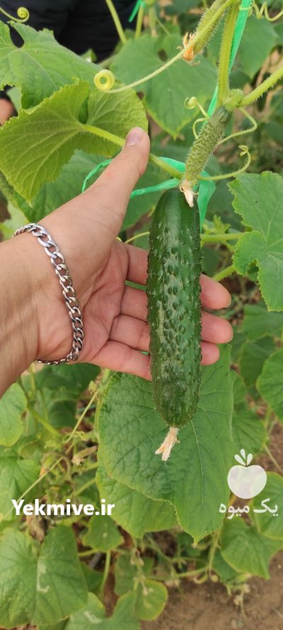 فروش خیار گلخانه در یزد در گروه خرید و فروش خیار در یکمیوه -عکس5