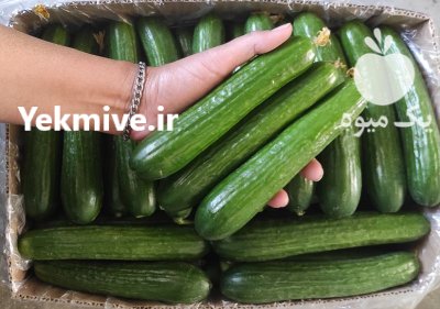 فروش خیار گلخانه در یزد در گروه خرید و فروش خیار در یکمیوه -عکس7