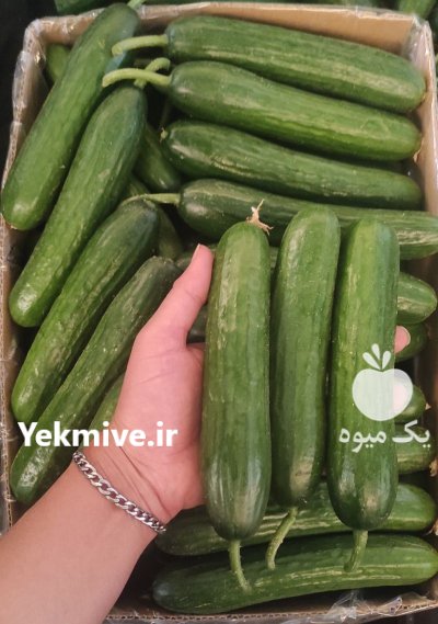 فروش خیار گلخانه در یزد در گروه خرید و فروش خیار در یکمیوه -عکس8
