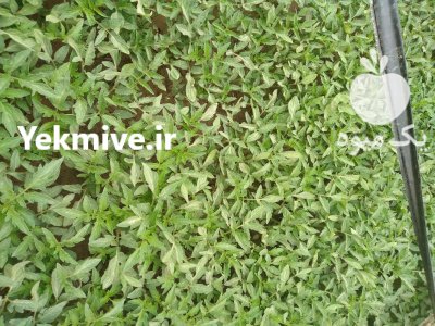 فروش شتیل گوجه فرنگی در میاندوآب در گروه خرید و فروش نشا در یکمیوه -عکس2