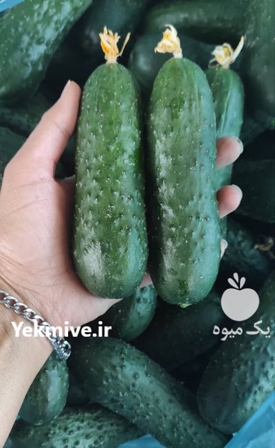 خیار خاردار گلخانه در یزد در گروه خرید و فروش خیار در یکمیوه -عکس1