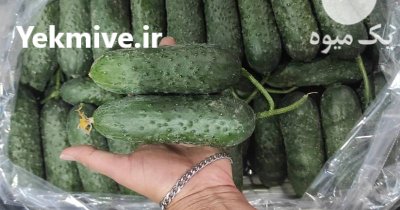 خیار خاردار گلخانه در یزد در گروه خرید و فروش خیار در یکمیوه -عکس3