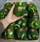 فلفل دلمه سبز گلخانه در یزد در گروه خرید و فروش فلفل در یکمیوه