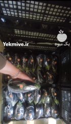 بادمجان لامپی گلخانه در یزد در گروه خرید و فروش بادمجان در یکمیوه