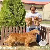 قیمت خرید گلدن رتریور سگ گلدن در تهران در گروه سگ و گربه در یکمیوه