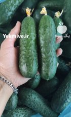 خیار خاردار گلخانه در یزد در گروه خرید و فروش خیار در یکمیوه